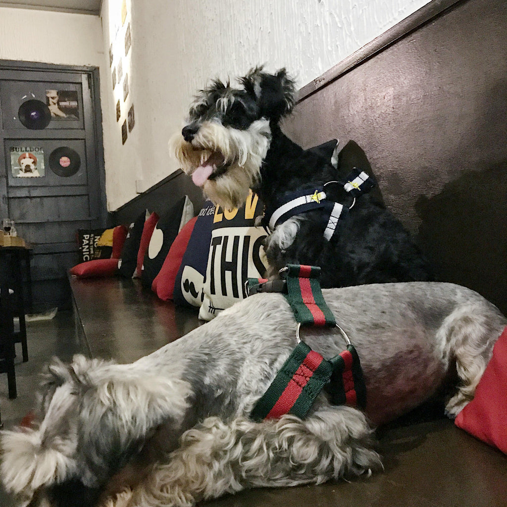StreetWalk Harness & Leash Set product detail 4