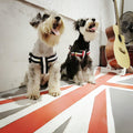 StreetWalk Harness & Leash Set by NESTVALOR
