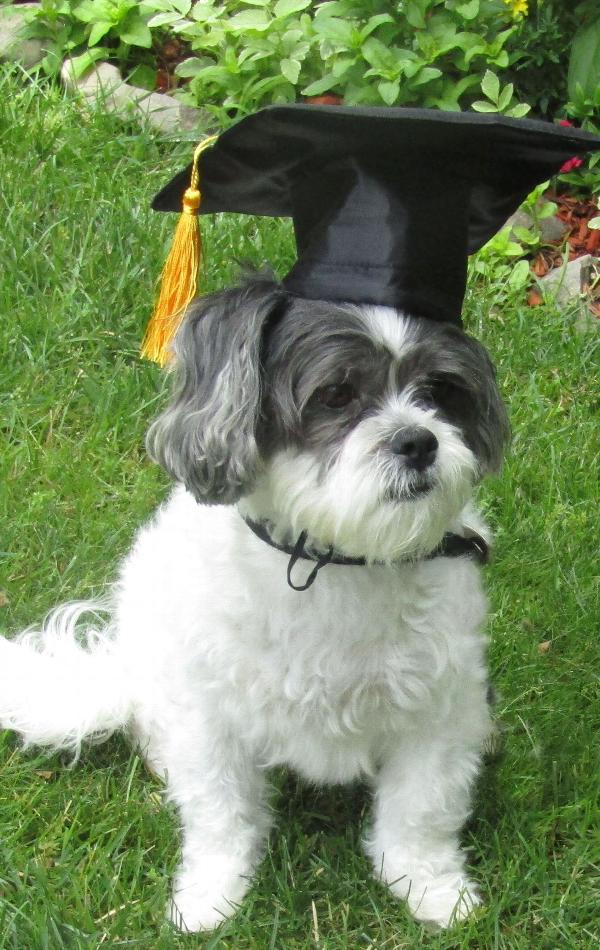 GradPaws Dog Graduation Cap product detail 4
