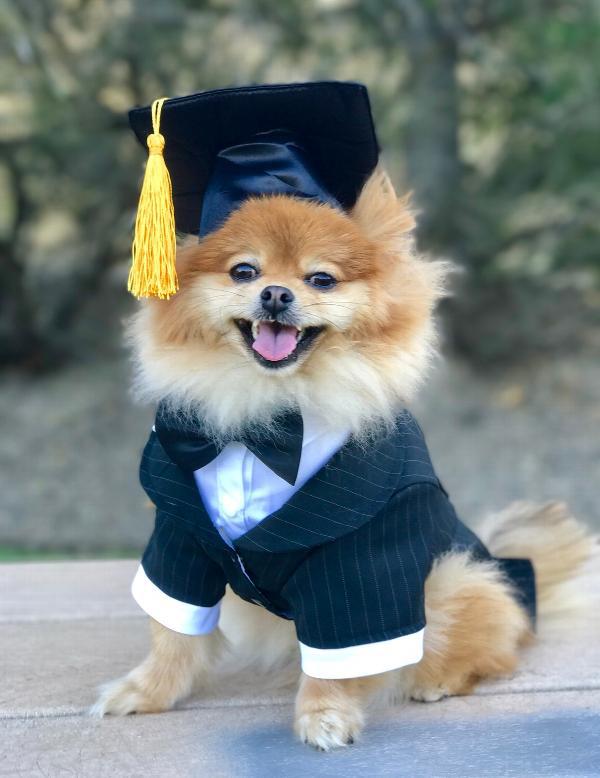 GradPaws Dog Graduation Cap product detail 2