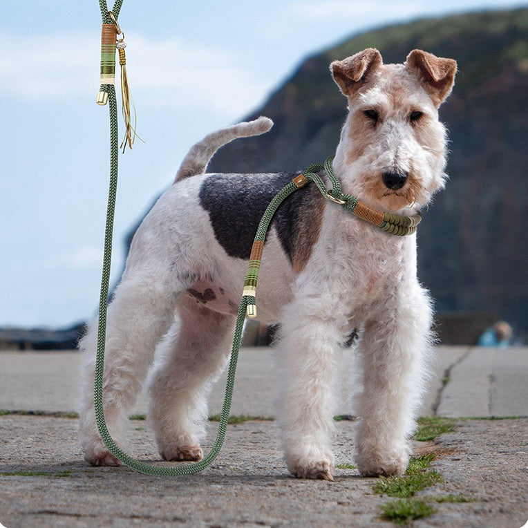 SecureLoop Dog Collar & Leash by NESTVALOR