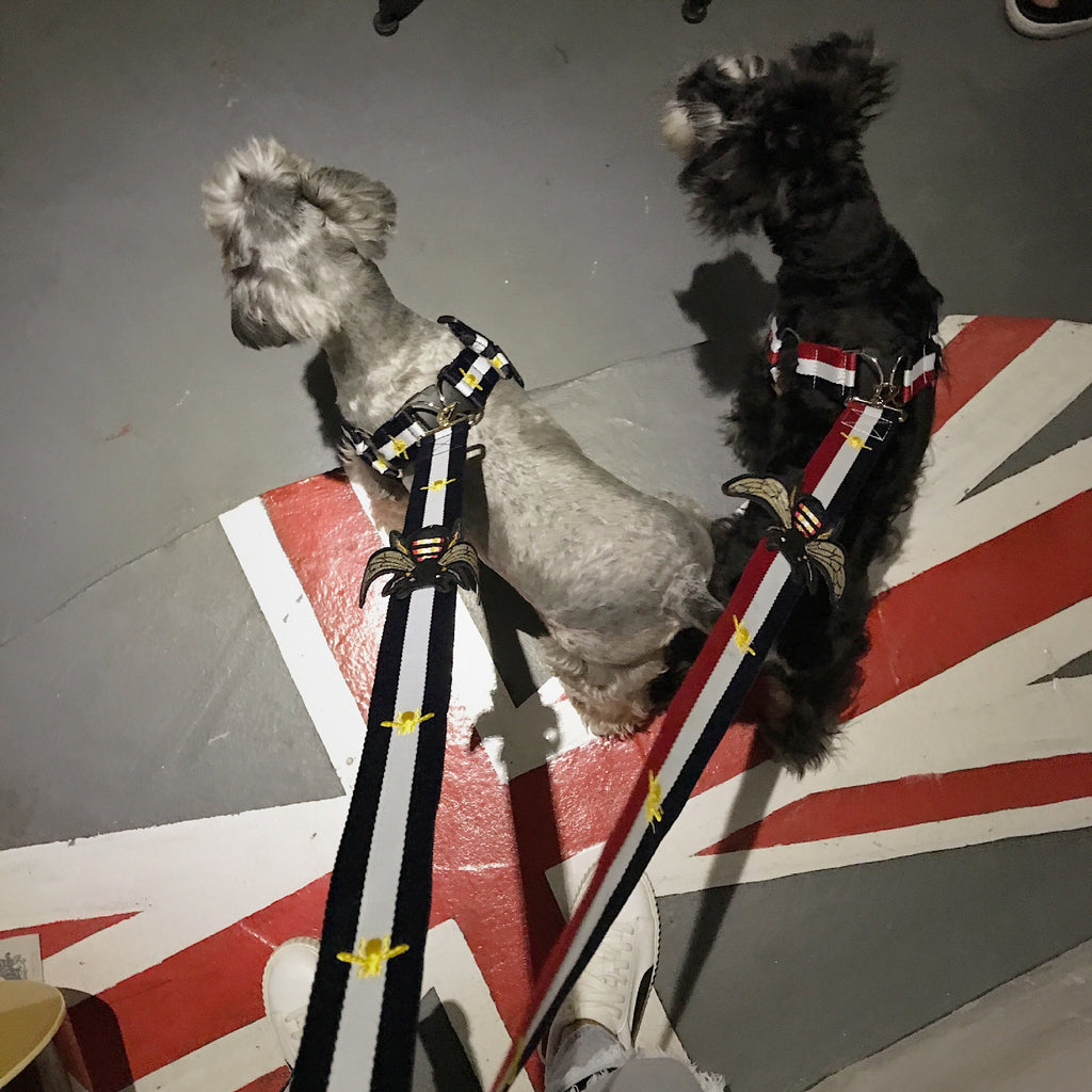 StreetWalk Harness & Leash Set product detail 2
