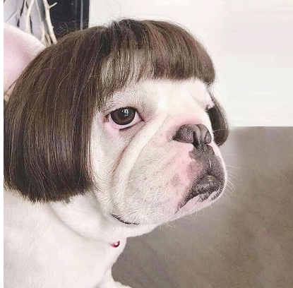 Pet Costume Wig product detail 5