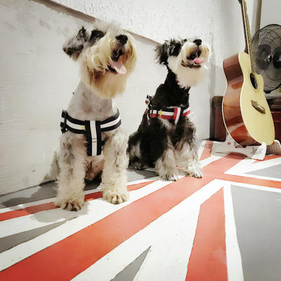StreetWalk Harness & Leash Set product detail 5
