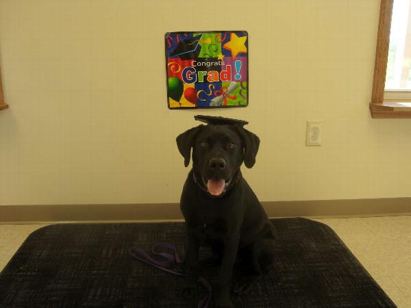 GradPaws Dog Graduation Cap by NESTVALOR
